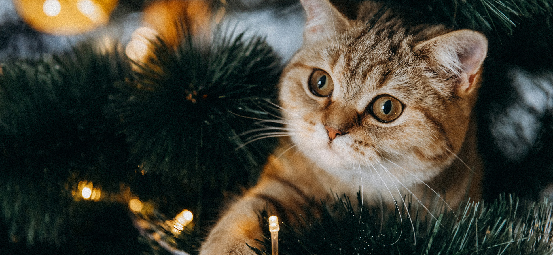 cómo crear un ambiente navideño seguro para gatos